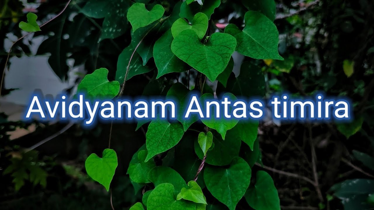 avidyanam antas-timira ringtone download